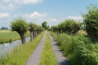 Polderstraße mit Weiden
