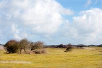 Dune landscape in Zeeland