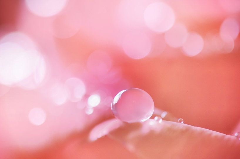 Rose liquorice by Angelique Brunas