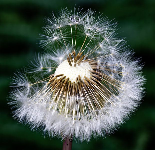 Dandelion with water drop by Hans-Bernd Lichtblau