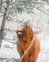 Schotse hooglander wil niet gestoord worden tijdens het eten