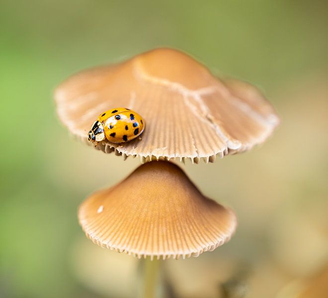 Low to the ground by Trudiefotografie