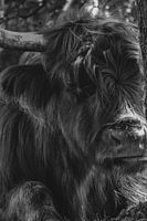 Porträt Schottischer Highlander