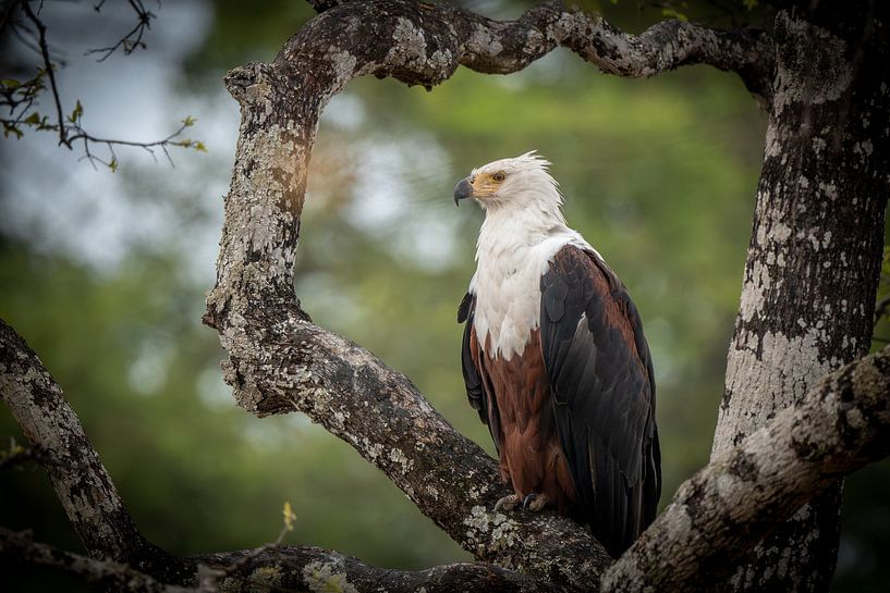 Africa fish eagle in Zambia by Jack Soffers