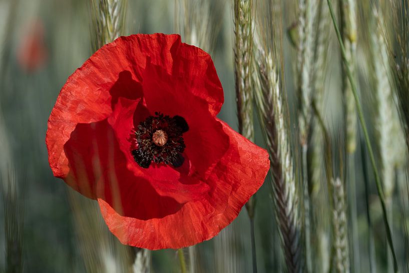 Rode klaproos in het graanveld van Ulrike Leone