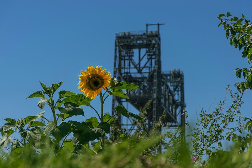 Eisenbahnbrücke De Hef, mit Sonnenblume im Vordergrund von Patrick Verhoef