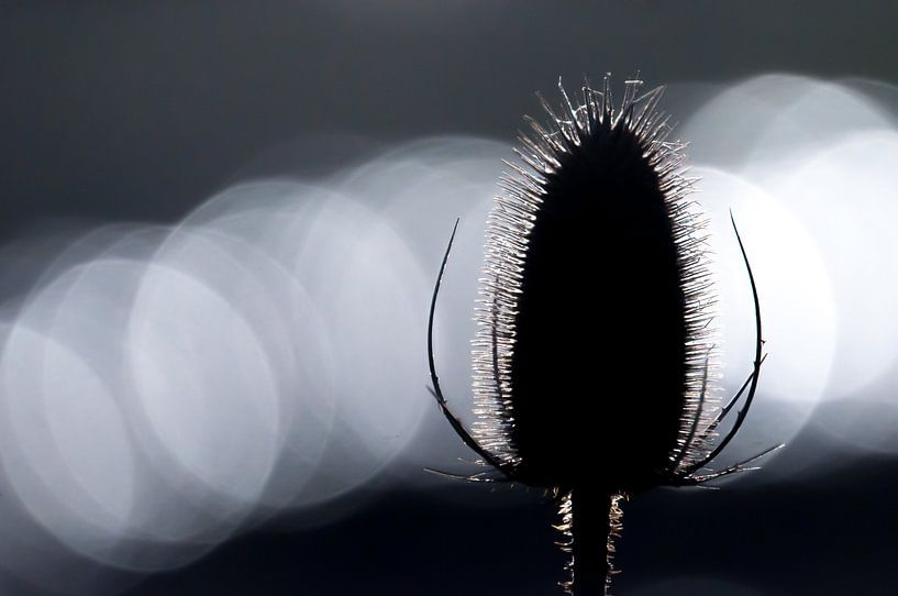 Grote kaardebol met lichtvlekken par Douwe Schut