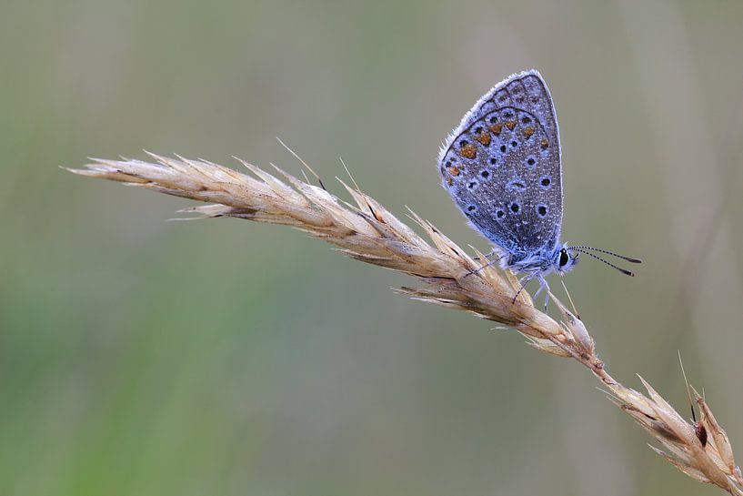 Icarusblauwtje. von Patrick Brouwers