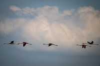 Cleared for landing....