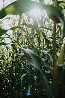 Nature | Champ de maïs | Été | Vert