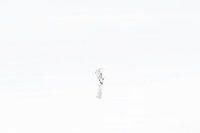 Minimalist sanderling in winter plumage 3