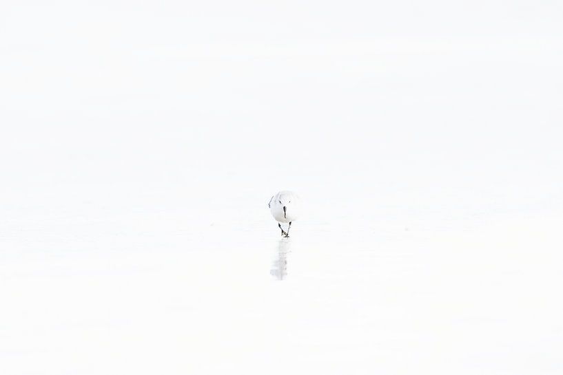 Minimalist sanderling in winter plumage 3 by Luuk Kuijpers