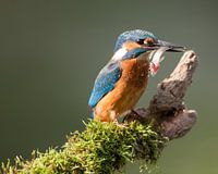 Eisvogel mit gefangenem Fisch