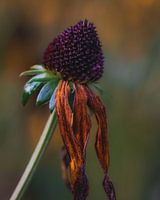 Sun hat in autumn colours