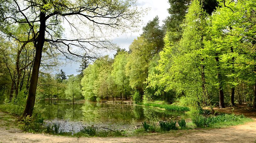 Spring in the forest of the Emmerdennen by Corinne Welp