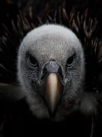 Close up of a Vulture (Vulture)
