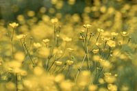 Veld met boterbloemen