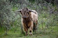 Highlander écossais