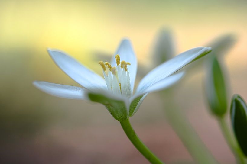 Flower with soft look by Paul Groefsema