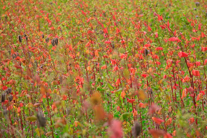 Picturesque by Thomas Jäger