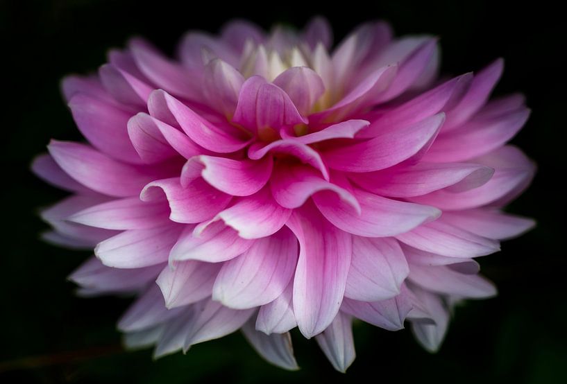 Pink Dahlia in bloom by Eline Bouwman