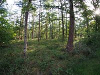 Rising sun in the forest 5