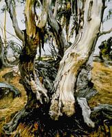 Australiens Landschaft an der Küste