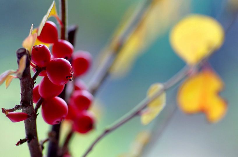 Rote Schönheit. von Marlies Prieckaerts