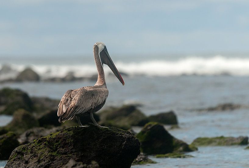 Bruine pelikaan by Maarten Verhees
