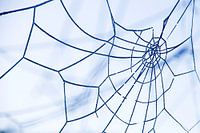 Gefrorenes Spinnennetz