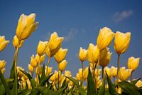 Geel tulpen veld