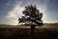opkomende zon achter de boom