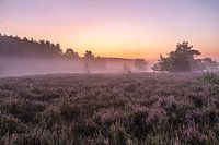 Even voor zonsopkomst op de heide van de wijers in belgisch Limburg, Belgie