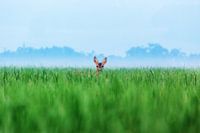 Chevreuil dans un champ