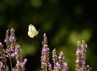 Schmetterling schwebt über Lavendelblüten