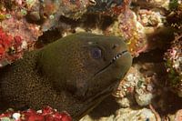 Mureen (moray eel) toont tanden
