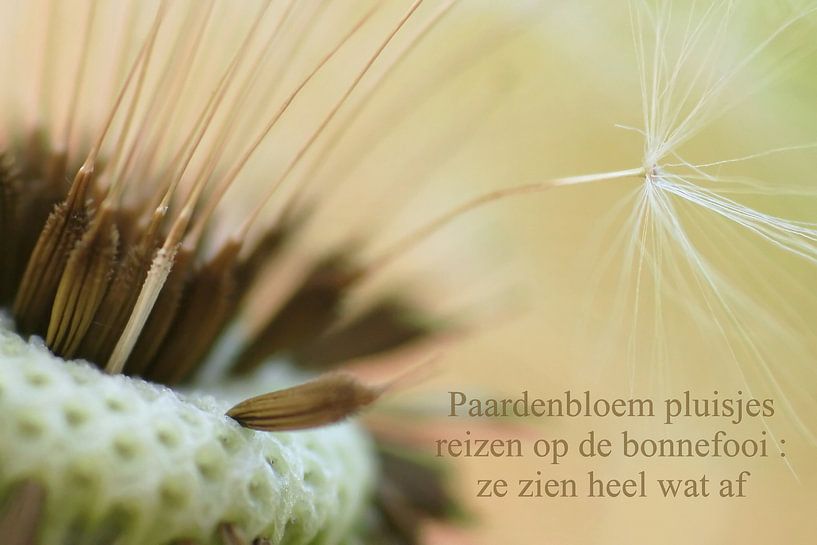 Dandelion fluff travel by Marlies Prieckaerts