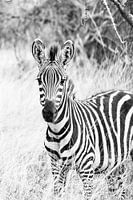 Uganda Zebra