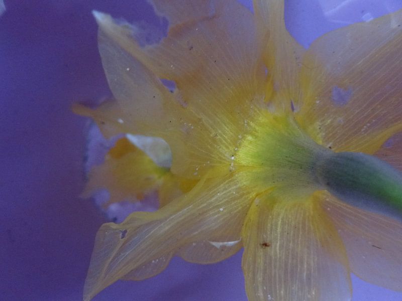 FLEUR XI par Moon Seiml