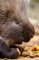 Breakfast with the porcupines