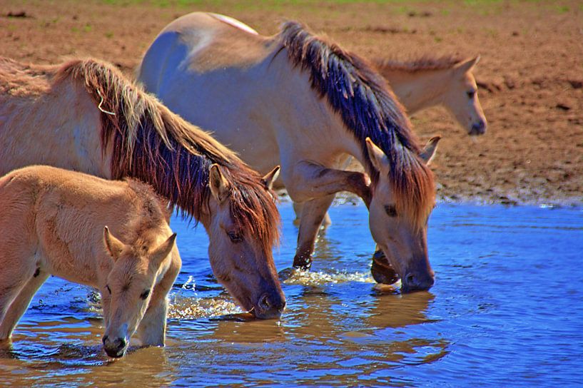 Durst 2 par Edgar Schermaul