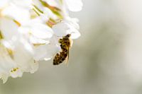 Die Honigbiene auf einer Frühlingsblume