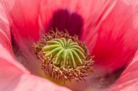 Roze Papaver
