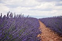 Lavender fields