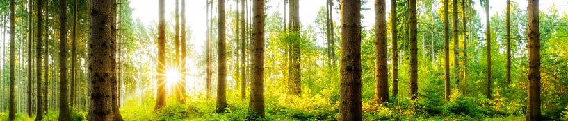 panorama forestier par Günter Albers