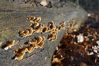 Pilze auf einem Zweig