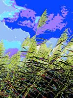 Wuivend riet in de zomerzon