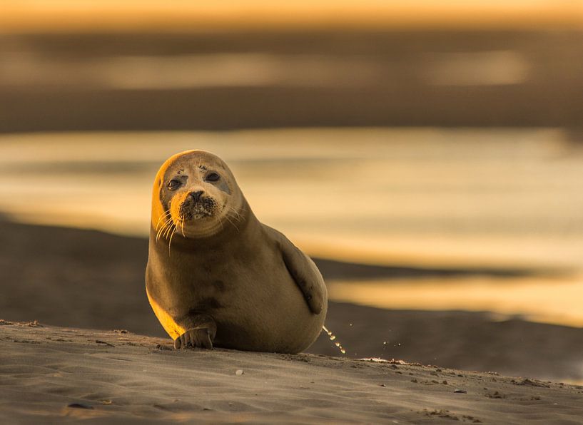 Zeehondje par Conny Veenhuis-Lucas