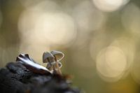 Atmosphere in autumn