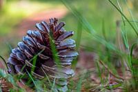 Pine cone